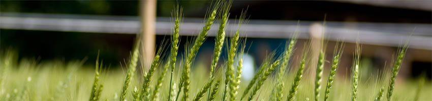 �����C���[�W